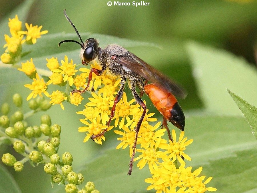 Sphecidae: Sphex flavipennis. Pi confacente S. funerarius, femmina